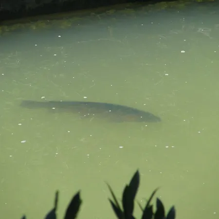 Atelsek Recica ob Savinji