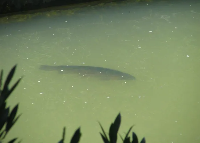 Atelsek Recica ob Savinji